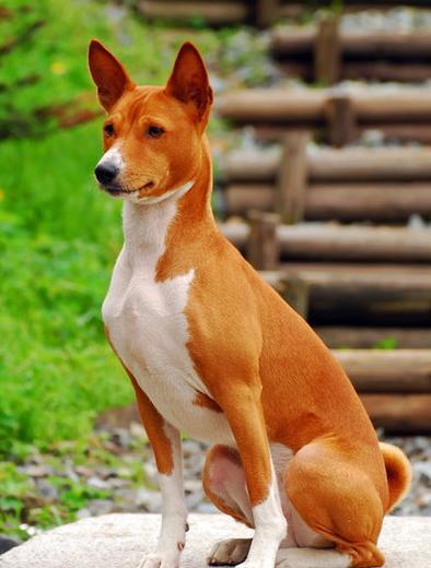 速度快,聪明又喜欢干净的小型犬巴仙吉犬!