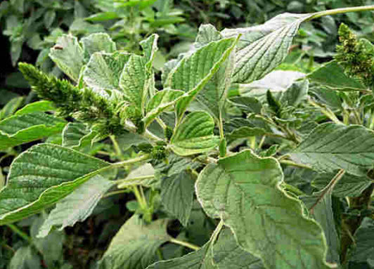 这种菜能促进身体发育和增强体质,你到底可能见都没见过|刺苋|发育