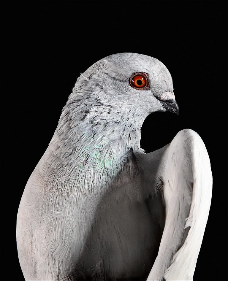 鸽子肖像摄影作品美国摄影师andrewgarn