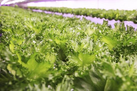 松下"植物工厂"——引领新时代农业的科技利器