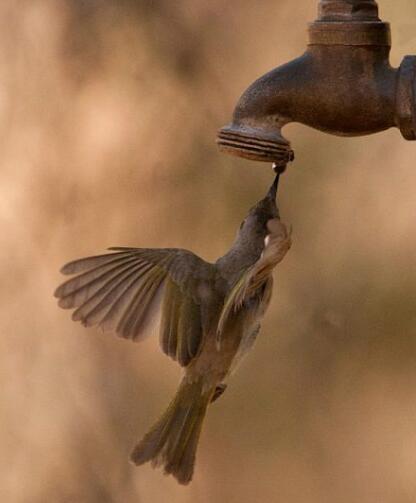 很渴的小鸟冲着水龙头扑扇翅膀,努力的样子好心累,竟是为了这个