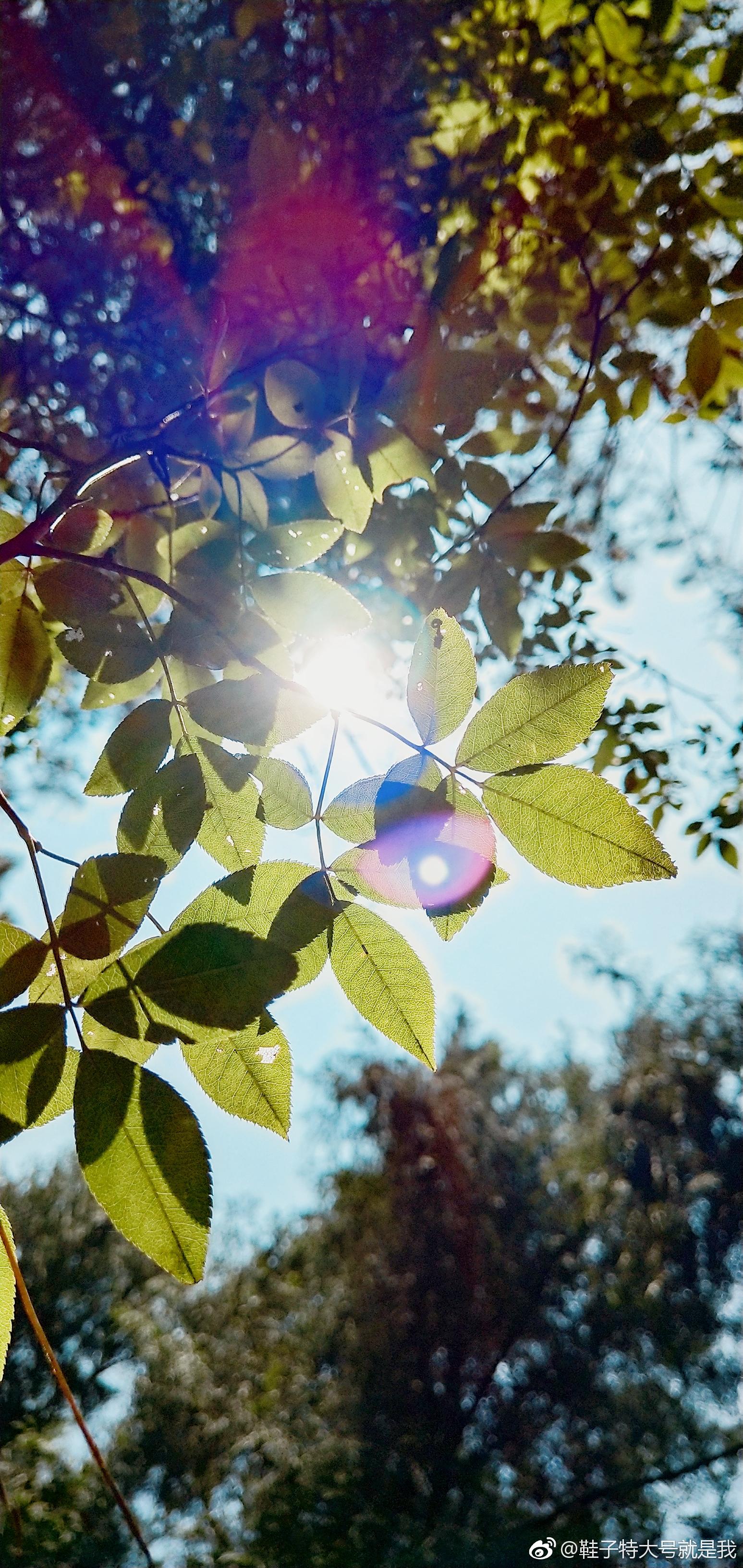阳光甚好,微风不燥.