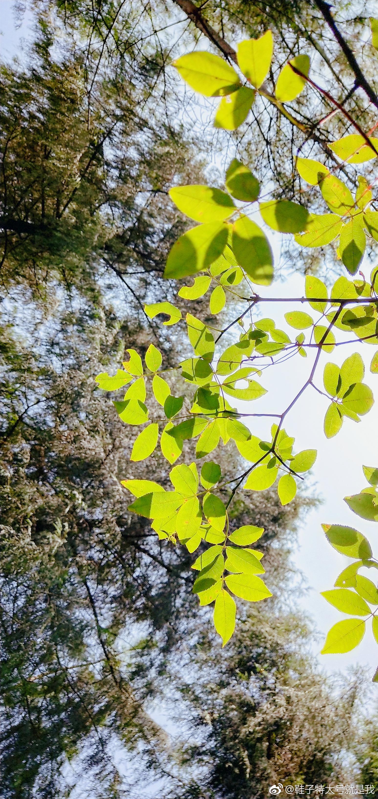 阳光甚好,微风不燥.