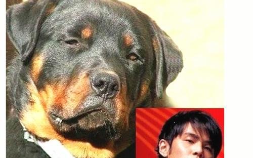 明星撞脸动物,周杰伦有代言人了,最后一个我笑了!