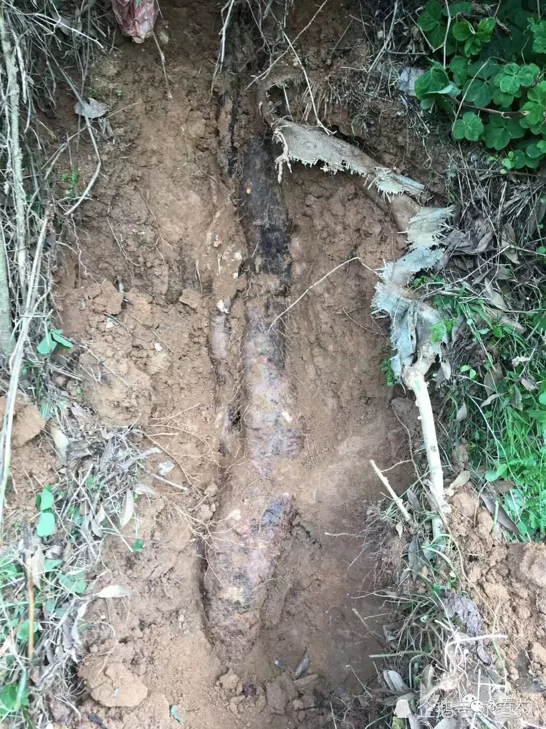 永春发现"淮山王"1.75米长重达18.5公斤