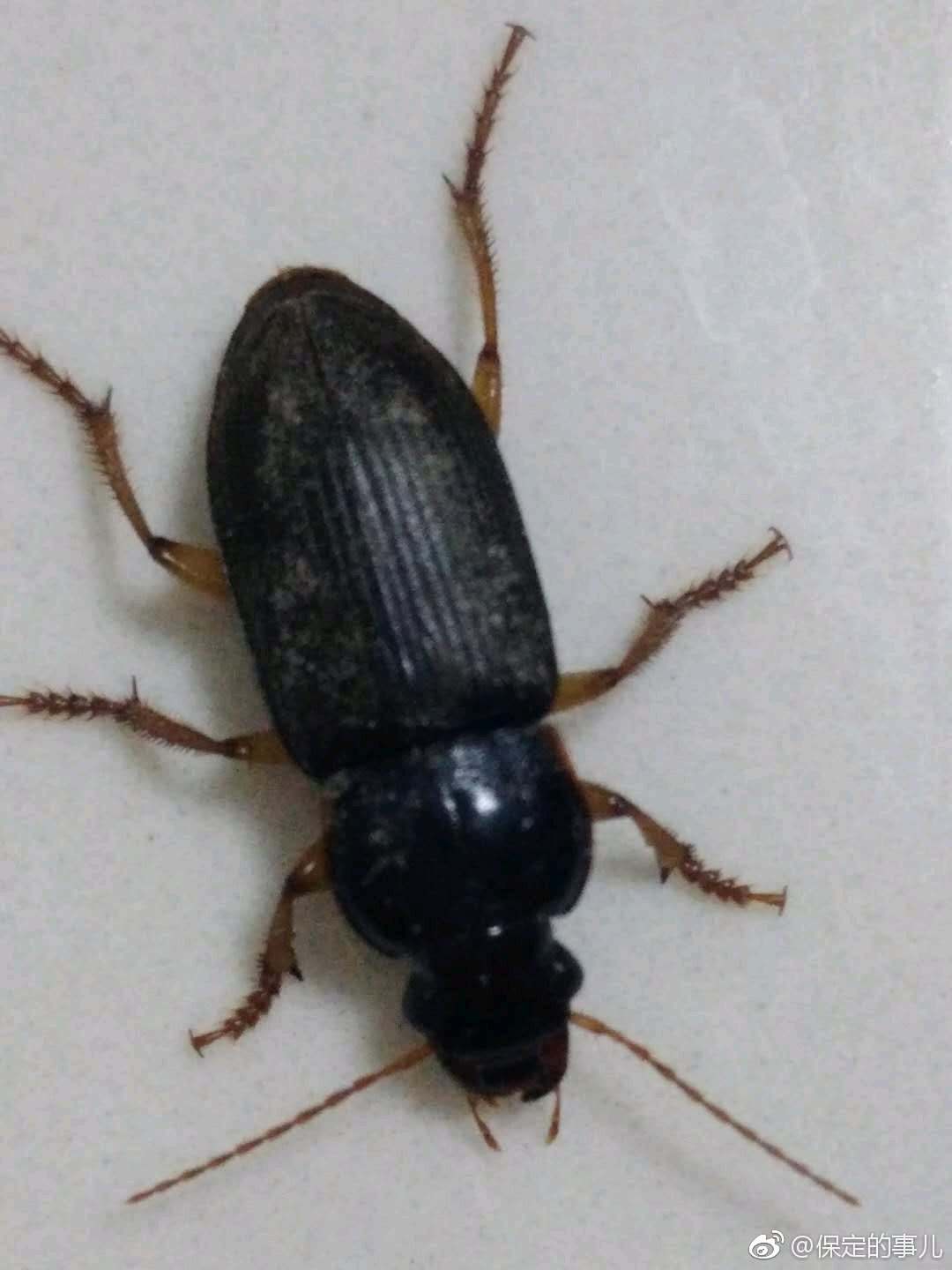 家里地上发现的虫子，谁知道什么虫子？