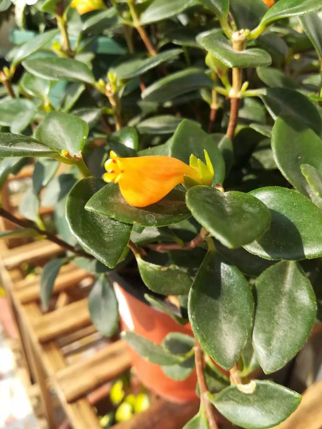 金鱼吊兰怎么修剪及扦插(金鱼吊兰怎么修剪及扦插方法)