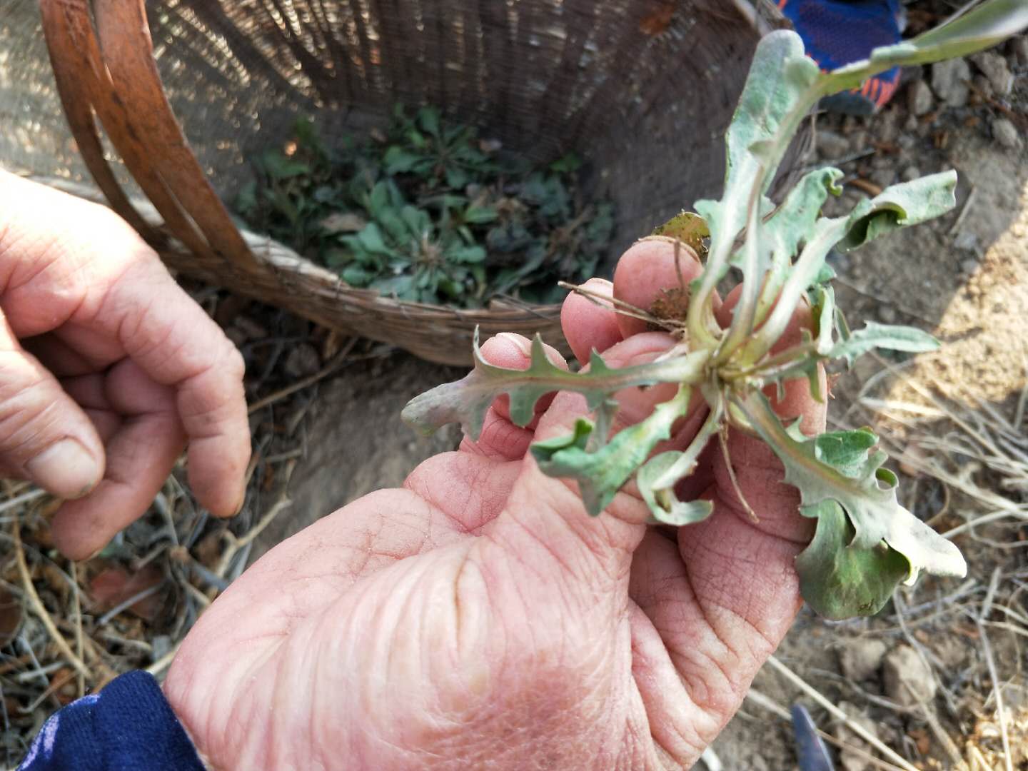 春暖花开的季节,这些野菜成了农村大妈的手中宝