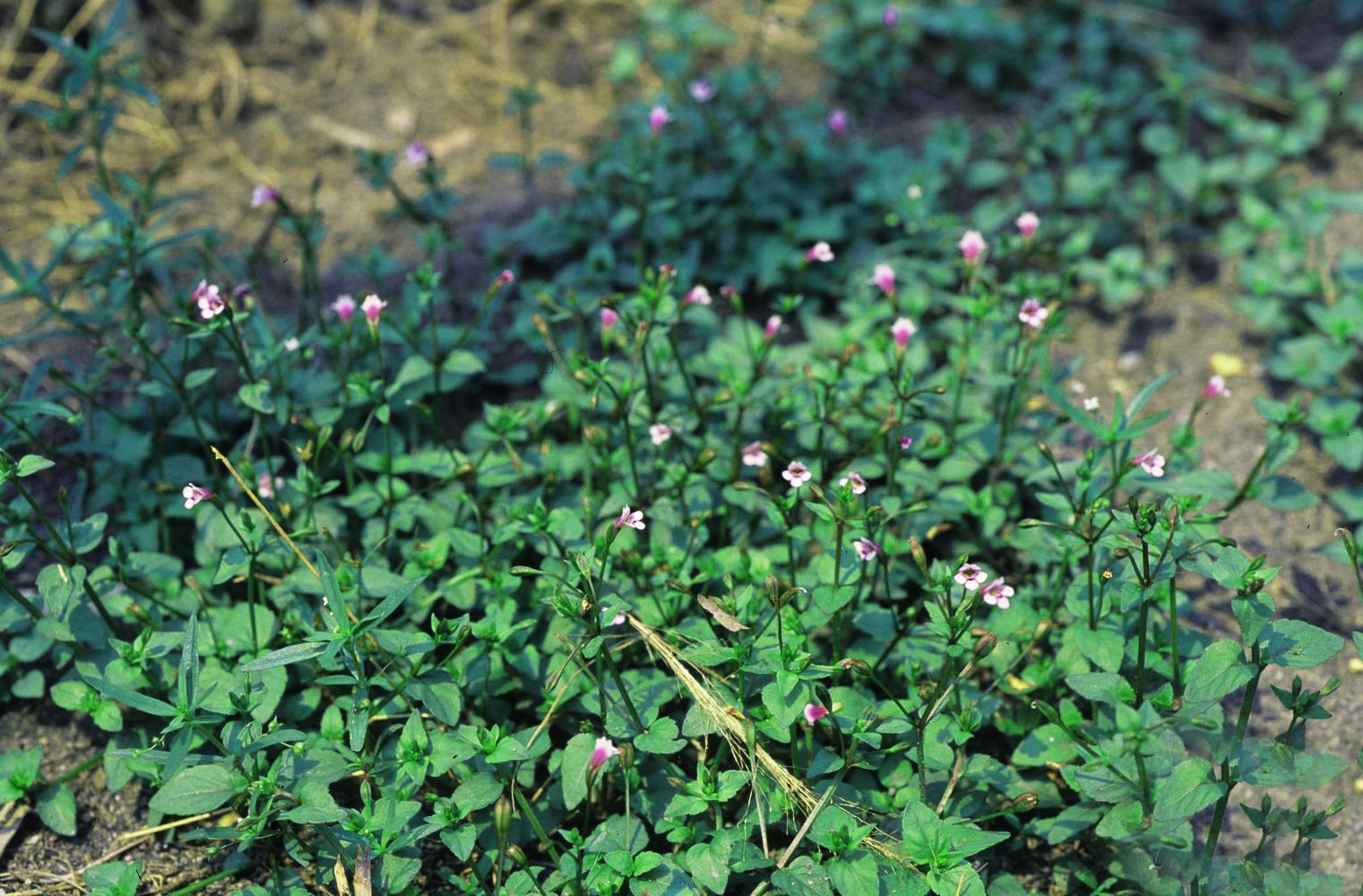 农村一奇葩野草,开花像猪耳朵,常用来观赏,殊不知是止咳良药