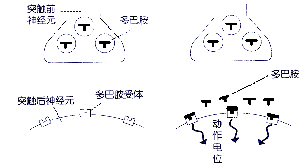 脑涨落图检查什么?众人观点,揭示事件本身!