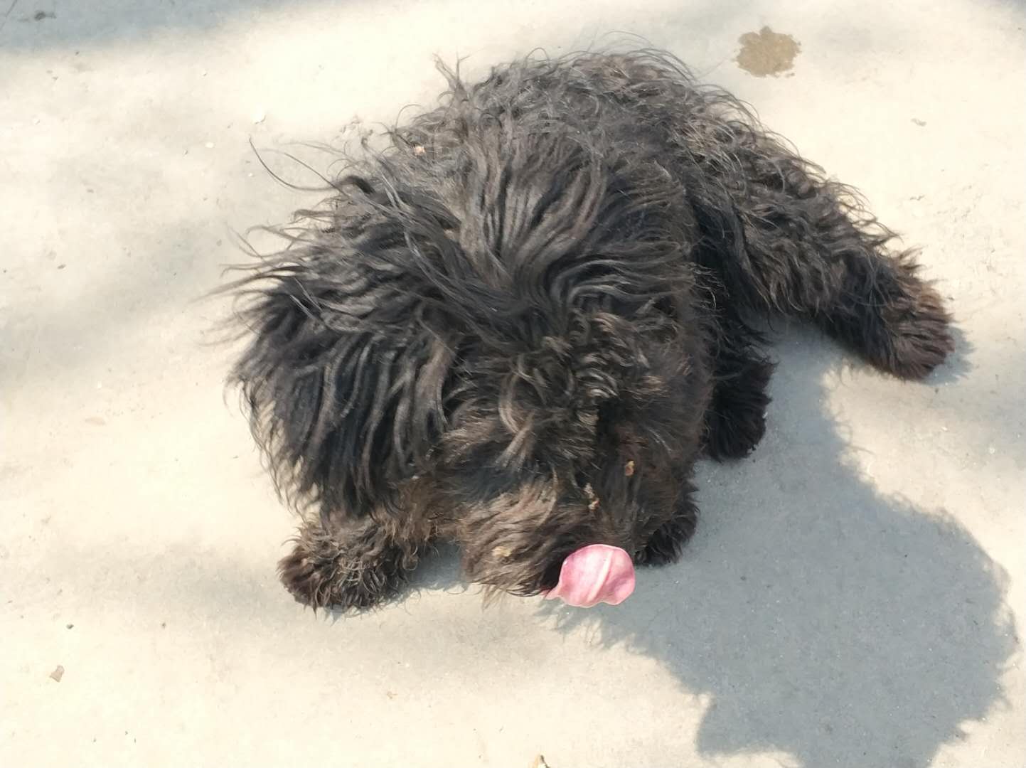 泰迪和土狗串串因为丑惨遭主人抛弃好心洗车店老板收养狗狗