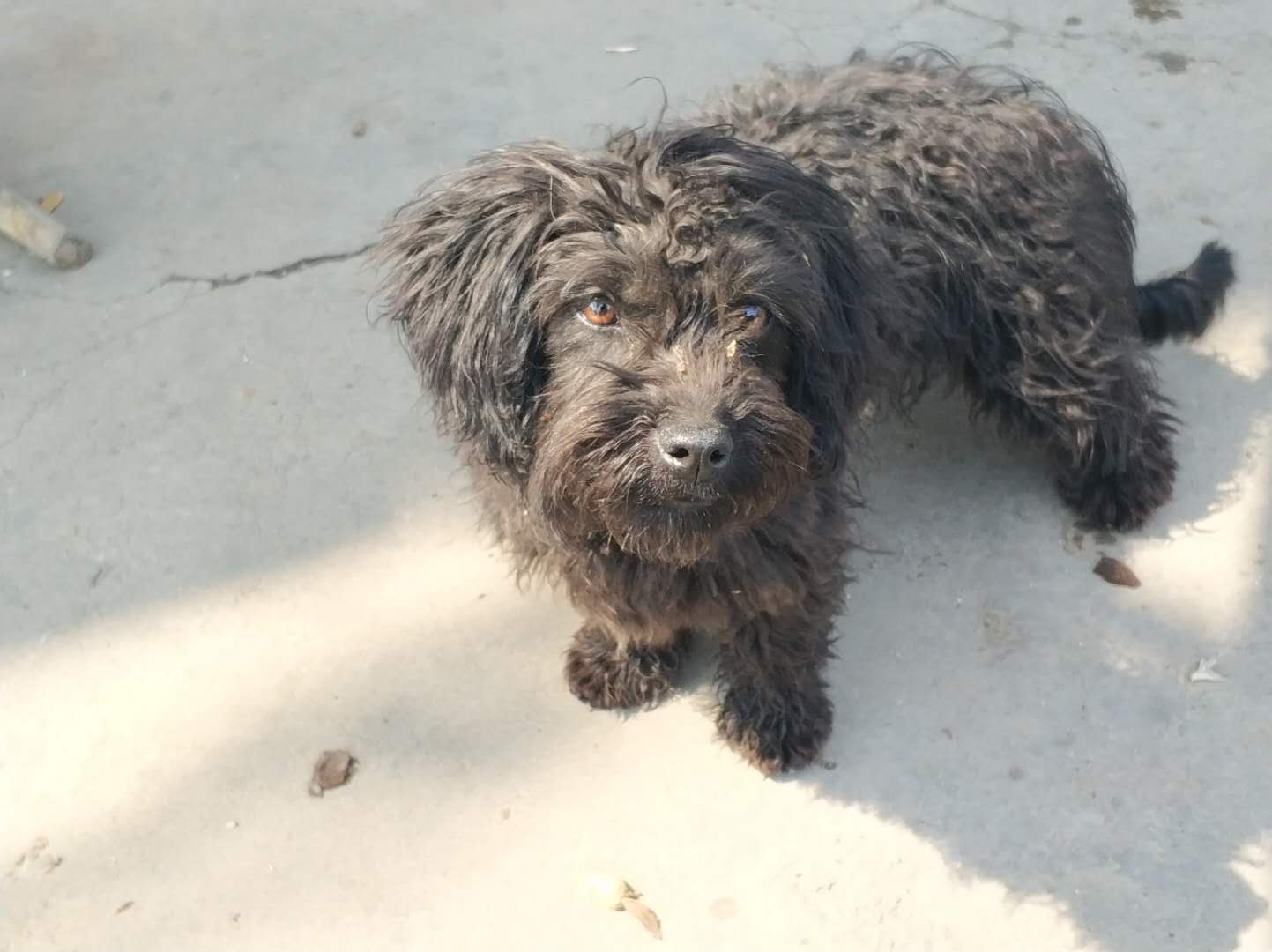 泰迪和土狗串串,因为丑惨遭主人抛弃,好心洗车店老板收养狗狗!