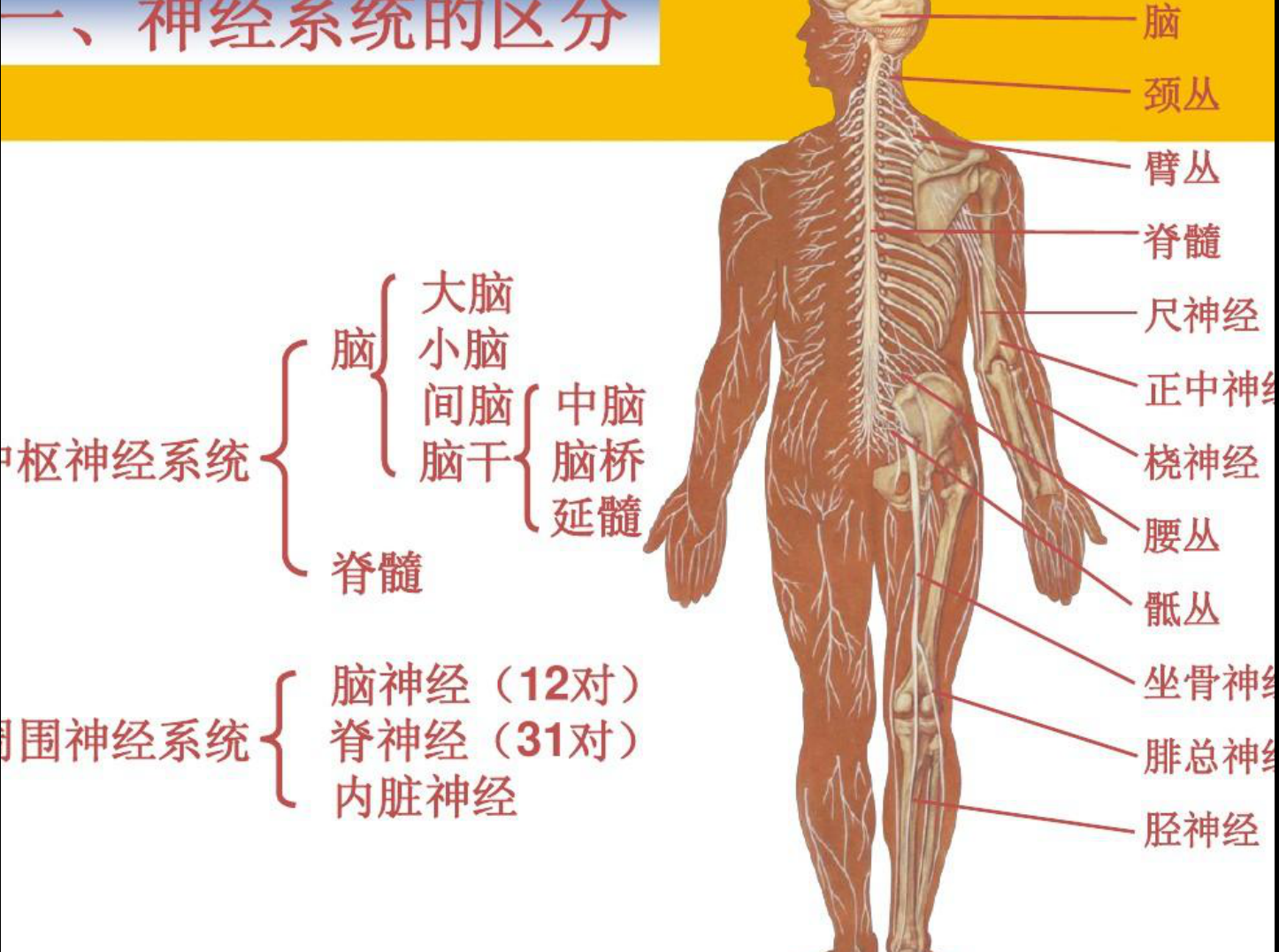 温俪璟温老师健康讲堂你所不了解的九大系统__财经头条