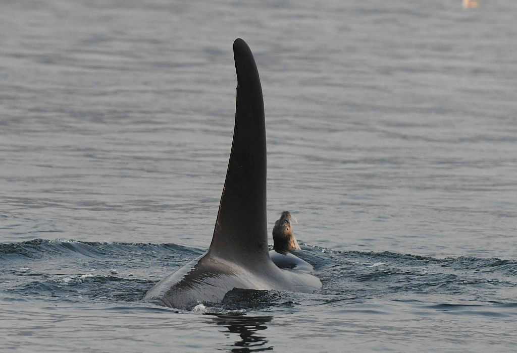 拿猎物当玩具,加拿大海域一虎鲸拖行海豹玩得不亦乐乎