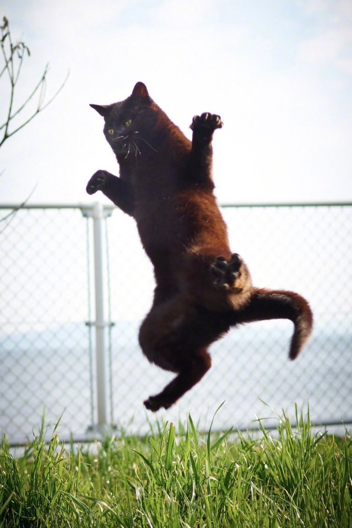 这位黑师傅的喵喵拳也是打得有声有色.(twi:sakata_77)