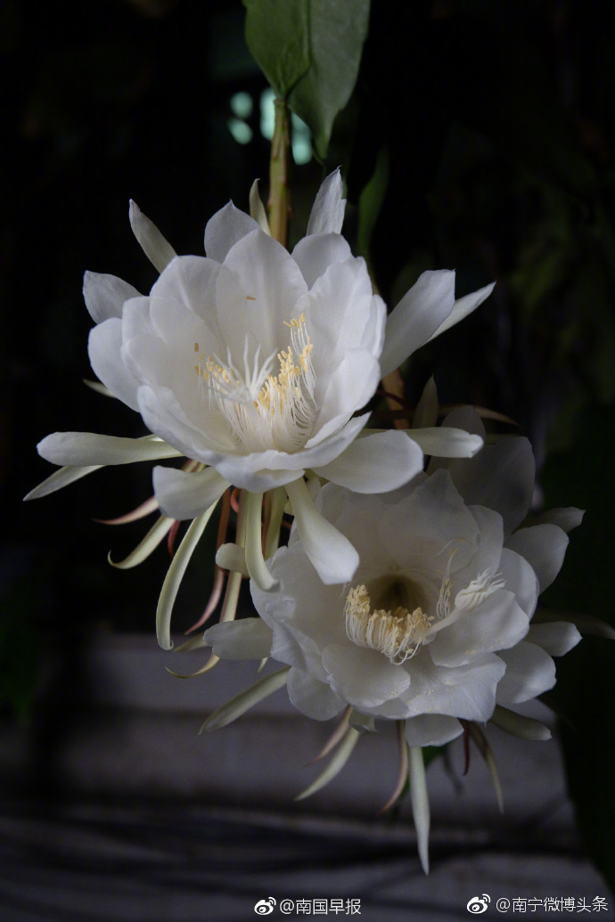 80朵昙花一夜盛开[太开心]
