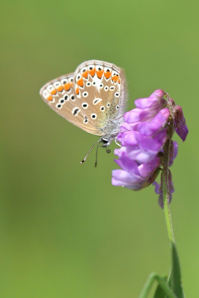 蝴蝶飞上花枝头,香气肆意随风流