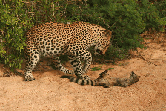 动物世界: 花豹和其他猛兽的对抗瞬间
