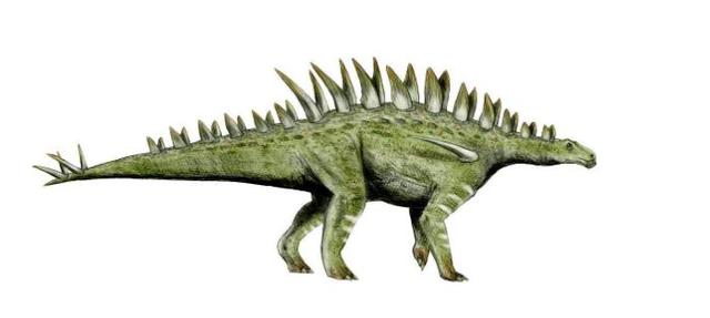 华阳龙它们的典型特征是背部的骨板,从颈项到尾端依次排列,尾部末端还