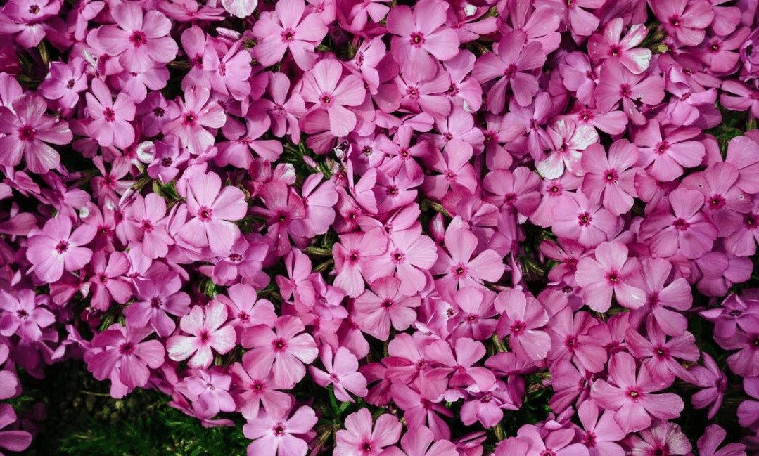 粉色系少女心的景点,日本最美北海道,夏季出游不容错过