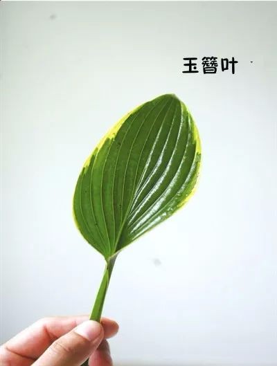花艺配叶用法及常见100种配叶图示|花艺|插花|用法_新浪新闻