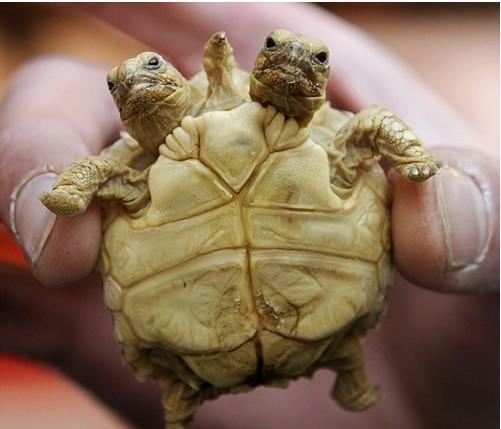 奇趣動物世界上的奇怪生物集合圖