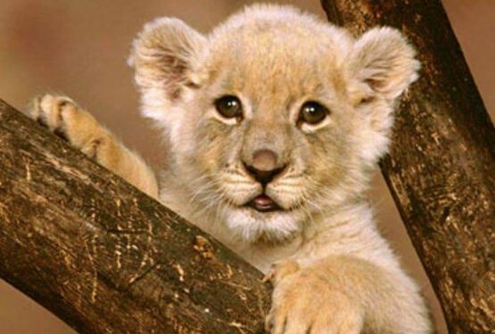 世界上最小的狮子图片