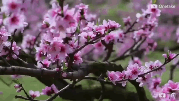 不只是搓麻将,四川人赏桃花也可以文艺范