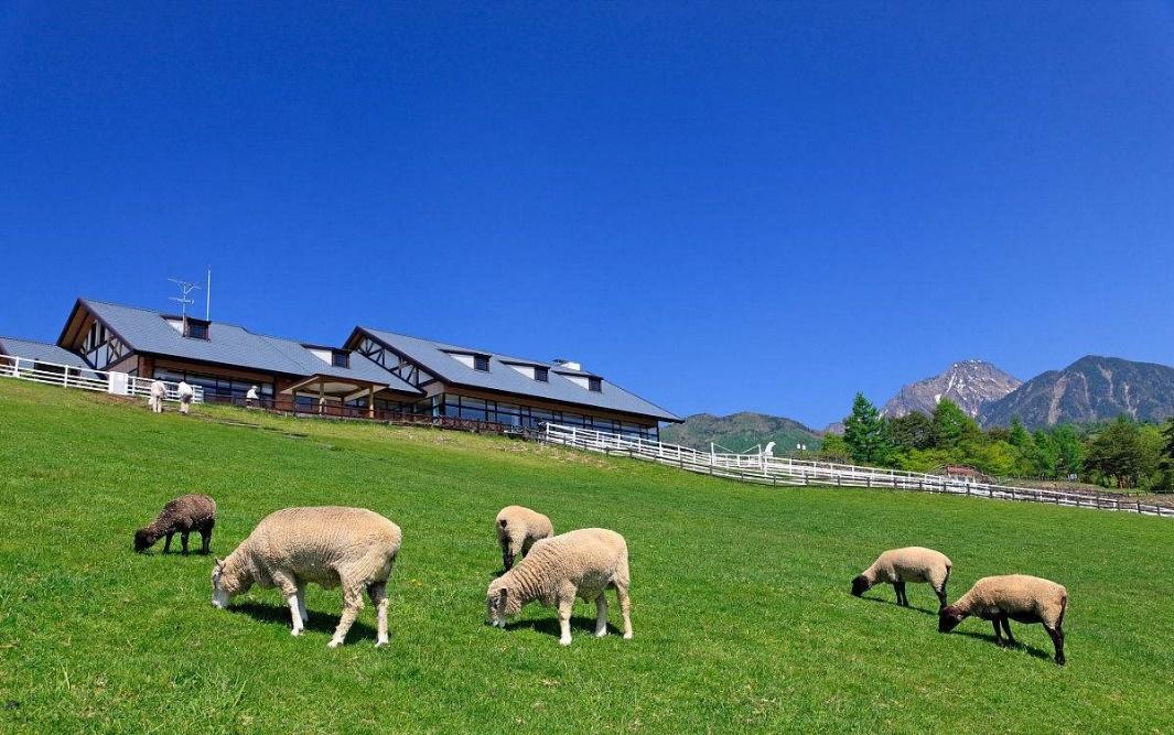 日媒推荐的这些值得一去的日本牧场,确实温馨又治愈!