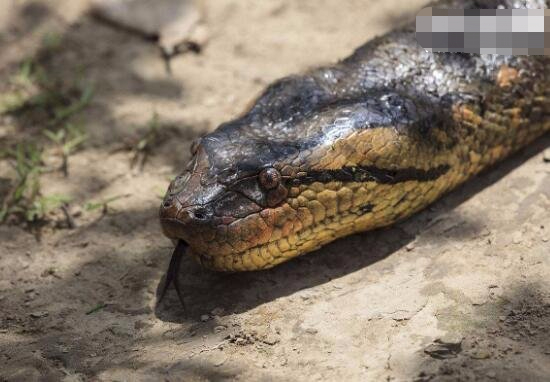 世界上体型最大最强的蛇,亚马逊巨蟒,体长6米能吞人