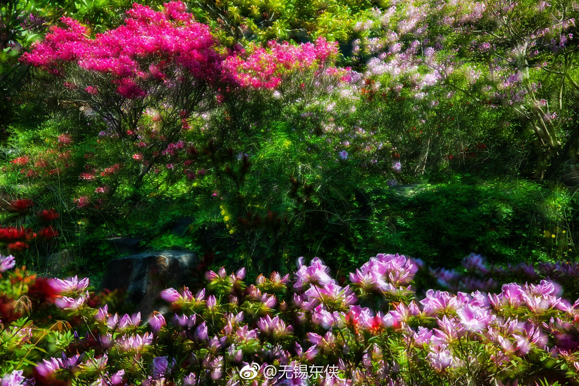 一组多爆杜鹃花奉上.