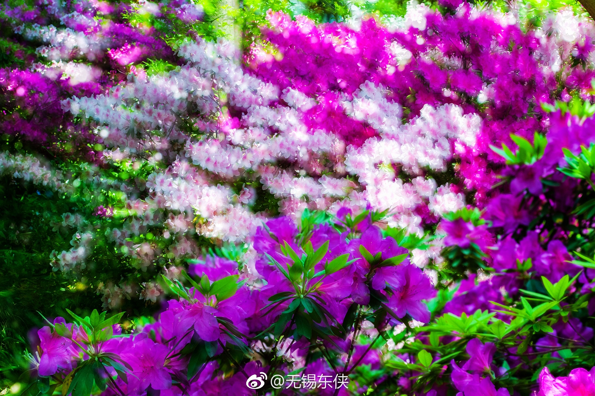 无锡杜鹃园,最美的人间四月天。一组多爆杜鹃花奉上。