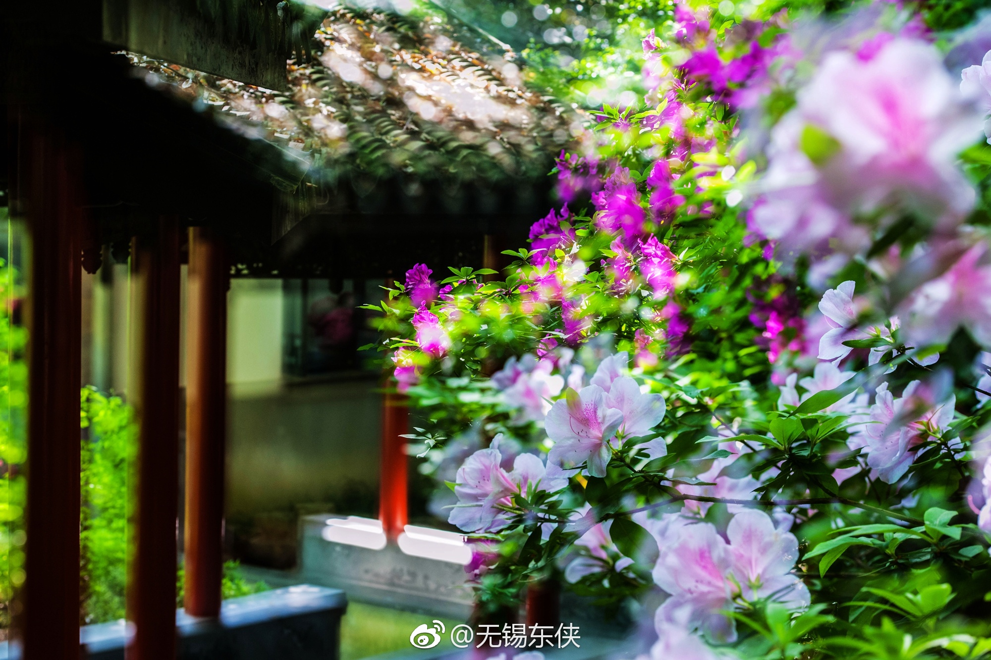 无锡杜鹃园,最美的人间四月天。一组多爆杜鹃花奉上。