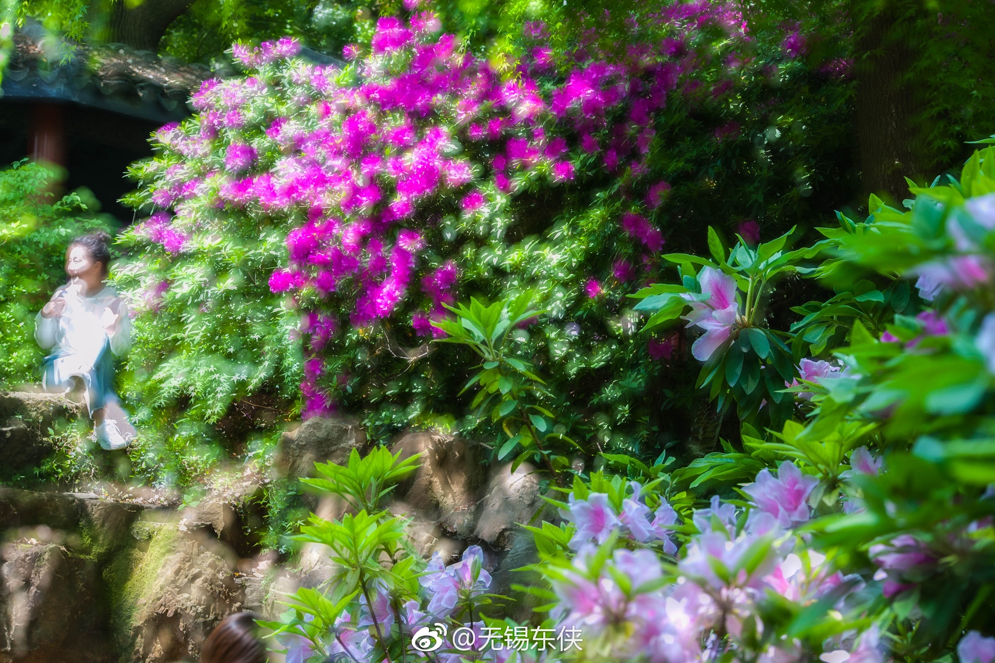 无锡杜鹃园,最美的人间四月天。一组多爆杜鹃花奉上。