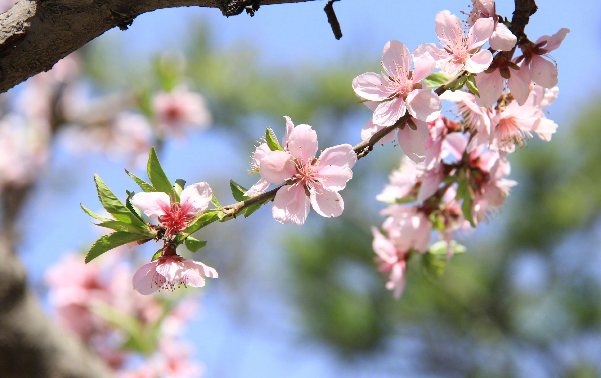 今日蓝天下的春花,美的不要不要滴——拍摄者:苓儿