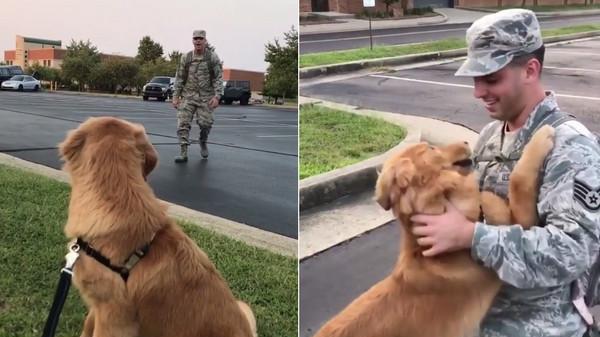 军人爸爸回来了 金毛愣住3秒后飞扑过去