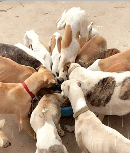 一群狗挤成一团和和气气吃一盆狗粮,唯有一只心急到飞起!笑到抽