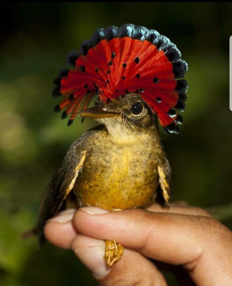 鸟中的皇者这种鸟叫皇霸鹟你没有看错满满的皇霸之气