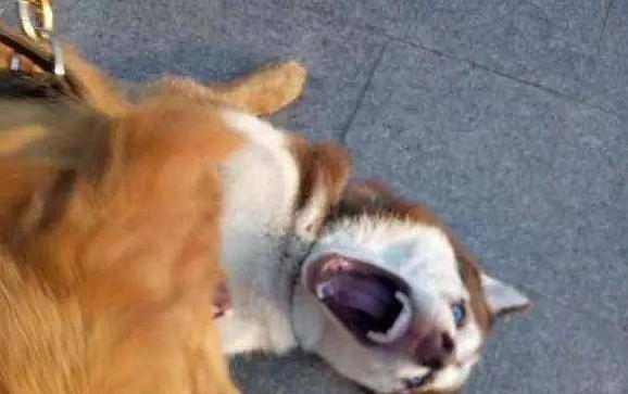 最后那表情笑死我了