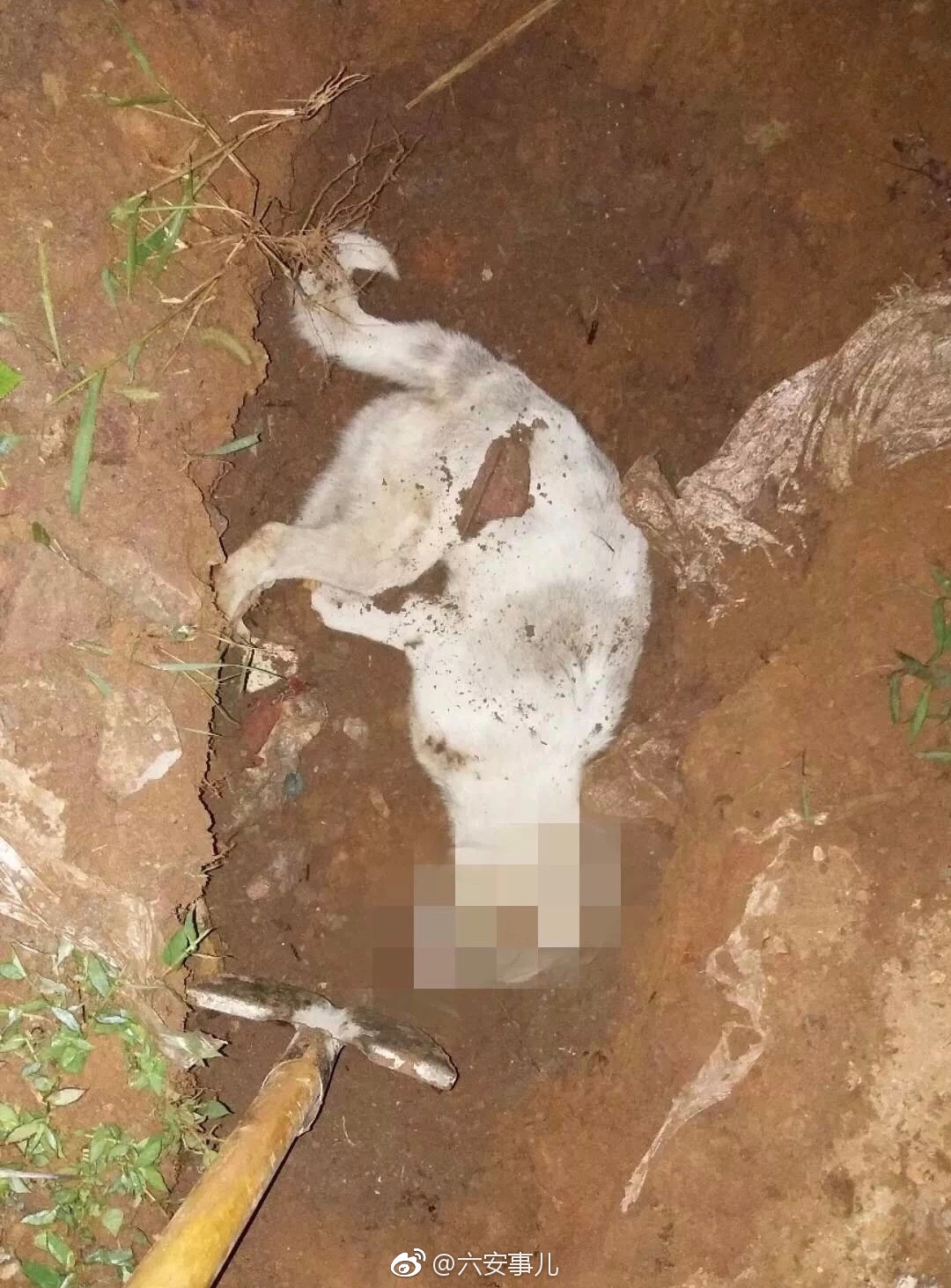 六安一条疯狗咬伤7人后,被群众当场处理![吃惊]