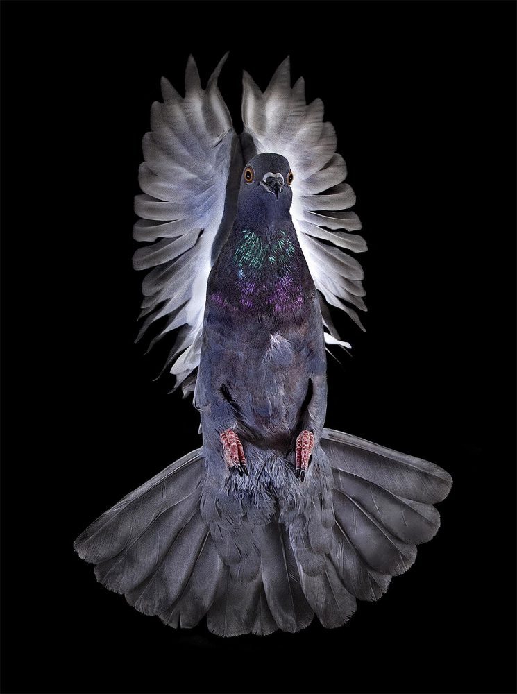 鸽子肖像摄影作品美国摄影师andrewgarn