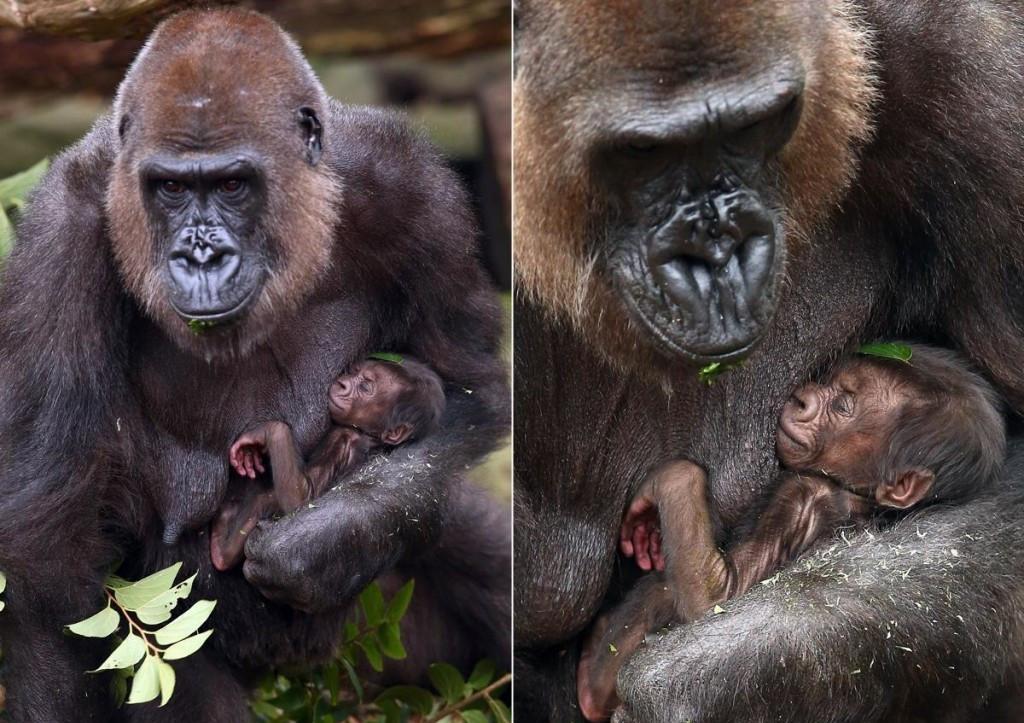 镜头下动物界感人至深的母子照网友称看完想拥抱母亲