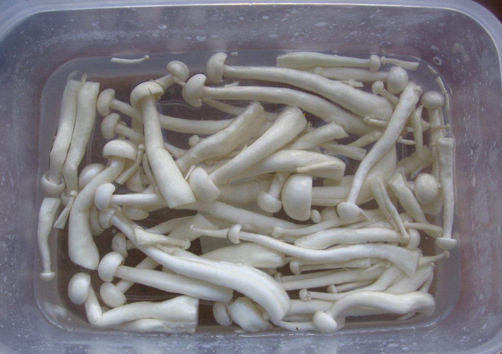 节日期间大鱼大肉后的清肠滋补海参菌菇煲