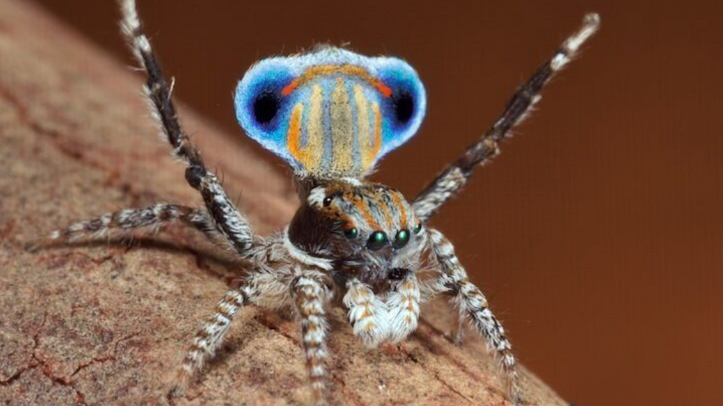 嗜血蜘蛛有多可怕?专家:它能轻松吸取人的血液,却从没有人发现