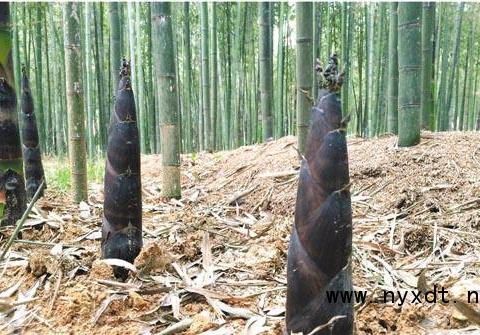 农业技术:雷竹覆盖早出笋栽培管理技术|竹园|造林|雷竹|竹鞭|土壤_新浪新闻