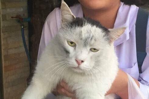 猫咪出去玩灰头土脸地回来了,还一脸失恋的样子