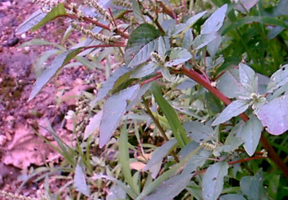 这种菜能促进身体发育和增强体质,你到底可能见都没见过|刺苋|发育