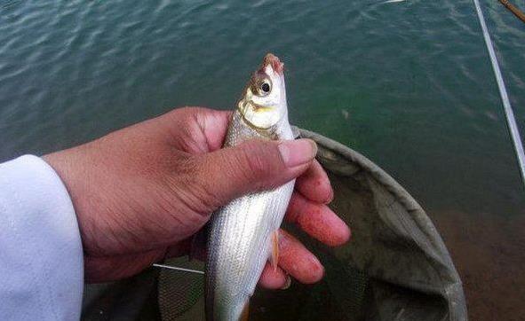 餐条鱼,也叫白条,餐子,浮鲢.属于初级淡水鱼,低海拨水域常见鱼.