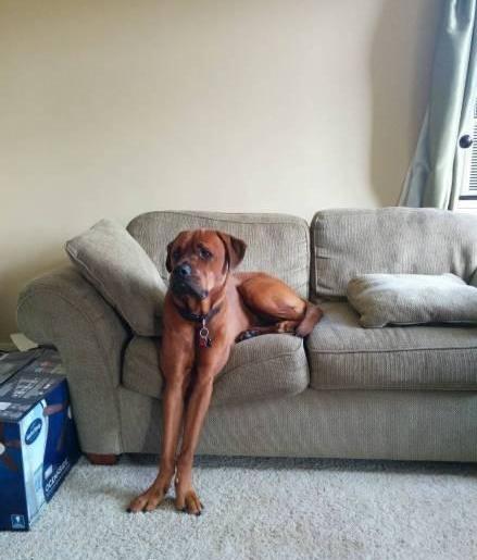 养了这么多年的狗,从来没见过这么销魂的狗腿