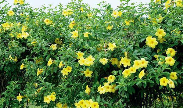 作为一种常绿的草本植物,软枝黄蝉的花期比较漫长,可以有5个月左右